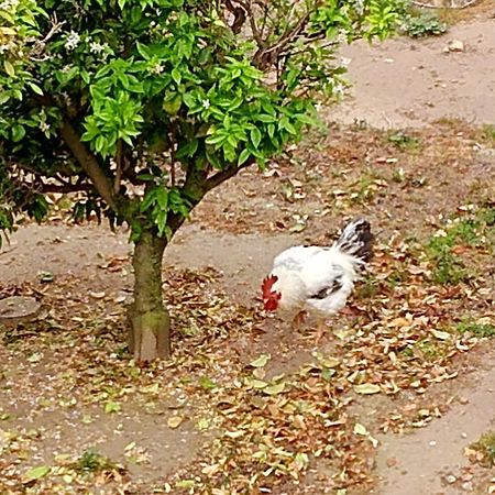 La Caseta Del Pitxo Deltebre Buitenkant foto